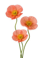 Fototapeta premium Vibrant Peach Poppies Isolated on Black