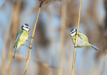 A pair of adult Eurasian Blue Tits (Cyanistes caeruleus) perched together on a branch, showing bright blue and yellow plumage. © VOLODYMYR KUCHERENKO