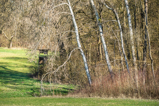 Kahle Birken, von der Sonne angestrahlt, vor Wald mit kahlen Laubb&auml;umen und Wiese mit J&auml;gerstand zwischen Altenriet und Neckartenzlingen