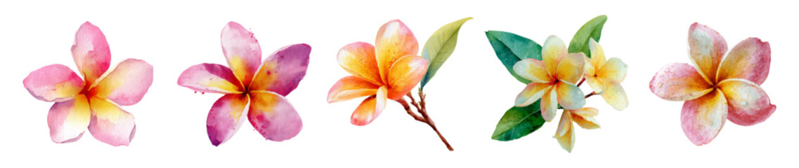 Watercolor plumeria flowers painted in lush pink, yellow, and orange hues, representing tropical beauty, relaxation, and vacation on a clean white background © Narin