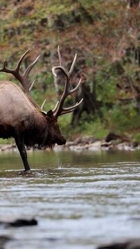 Large bull elk standing in river drinking water, slow motion with swirling droplets