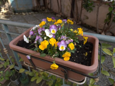 Vaso di terracotta contenente fiori Ciclamini di varie colorazioni, giallo, viola e bianco.