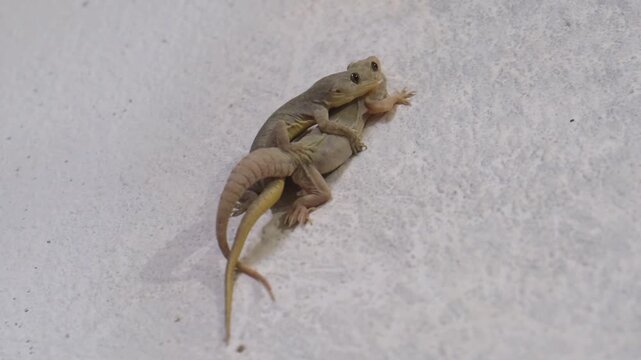 Two Common House Geckos Mating on Wall