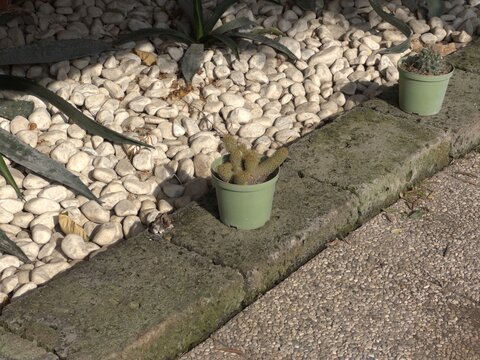 Piccolo vasetto di Mammillaria spinosa pianta grassa con spine nel giardino
