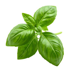 Fototapeta premium Fresh Green Basil Leaves Sprig, Aromatic Herb Plant Isolated on Transparent Background