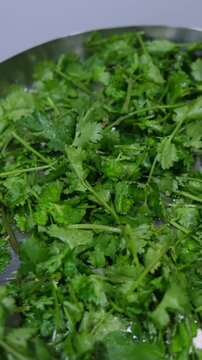 Fresh green coriander leaves in a metal tray