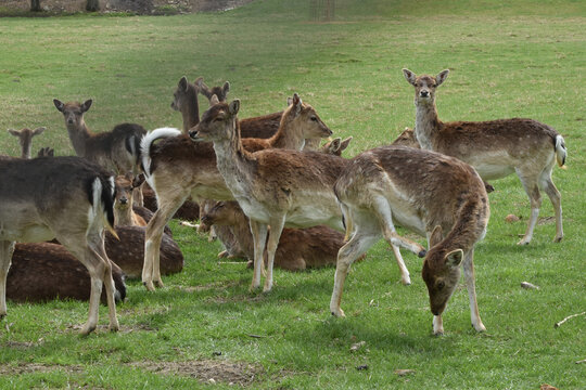 Damwild, Damwild, Damhirsch, Dama dama