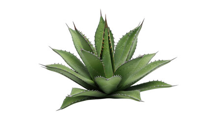 Fototapeta premium Agave plant, green succulent botanical illustration. Desert flora foliage for landscape design and graphic projects isolated on Transparent Background