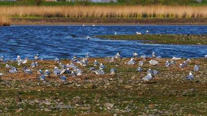 Lachmöwen-Kolonie (Larus ridibundus) © Rolf Müller