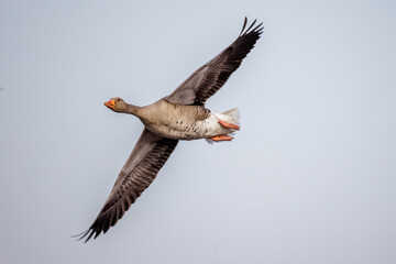 Graugans (Anser anser) © Rolf Müller