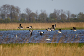 Weißwangengänse (Branta leucopsis) © Rolf Müller