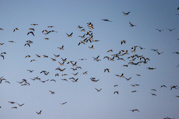 Weißwangengänse (Branta leucopsis) © Rolf Müller