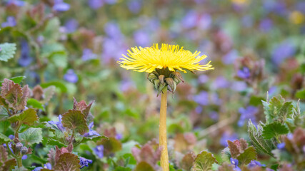 Taraxacum officinale flower in wild meadow with Glechoma hederacea ground cover © James Nature Pics