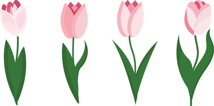 Pink tulips without background.Vector design