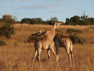 giraffes necking in the savannah © Shane & Sam Travels