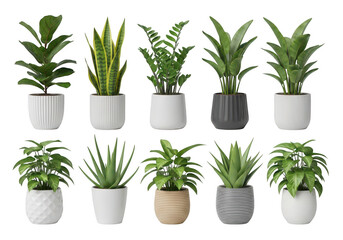 Fototapeta premium Collection of various indoor potted plants featuring diverse green leaves and decorative containers