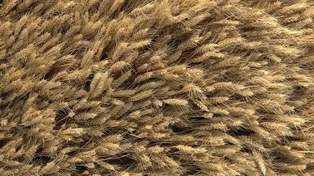 Golden ears of wheat close-up. Natural background. Texture of wheat, seeds, top view. Natural product and agriculture concept. 
