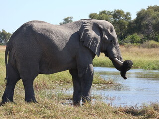 Fototapeta premium Playful Elephant