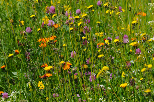 Orangerotes Habichtskraut,  Hieracium aurantiacum L., Gelbe Habichtskraut, Hieracium pilosella