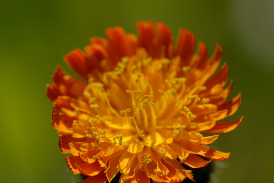 Orangerotes Habichtskraut,  Hieracium aurantiacum L.