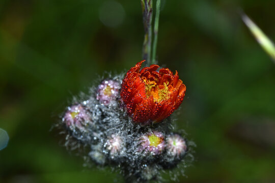 Orangerotes Habichtskraut,  Hieracium aurantiacum L.
