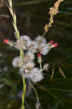 Orangerotes Habichtskraut,  Hieracium aurantiacum L.