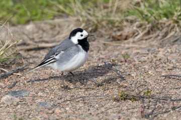Fototapeta premium white wagtail