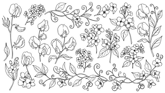 Black And White Botanical Illustration Set Featuring Hand Drawn Sweet Pea Flowers Jasmine Sprigs And Curly Vine Elements Perfect For Spring Designs