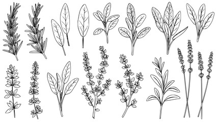 Hand-drawn Culinary Herb Vector Illustration Set Featuring Rosemary, Sage, Thyme, Oregano, and Lavender Plants. Botanical Graphic Design Elements for Cooking, Kitchen, Natural Food, Seasoning, or Herb © Arun