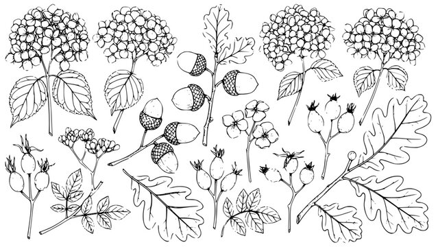 Autumn Botanical Vector Illustration Graphic Collection Featuring Various Hand-Drawn Nature Elements Like Oak Leaves, Acorns, Rosehips, and Hydrangea Flowers. Black and White Doodle Design for Seasona