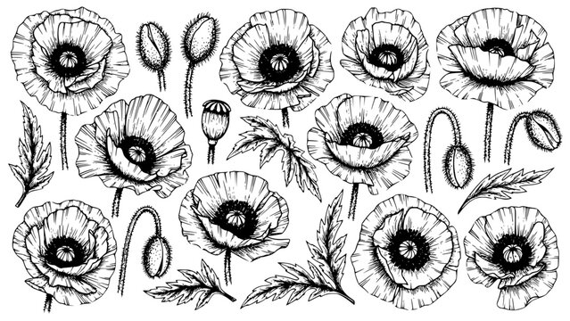 Detailed black and white hand drawn vector illustration set featuring various stages of poppy flowers, buds, seed pods, and detailed leaves perfect for botanical design elements.