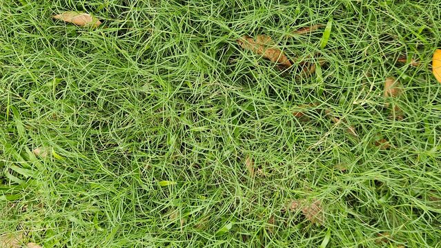 A close up view of lush green grass with scattered dead leaves