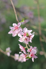 Fototapeta premium peach blossom in the garden in spring