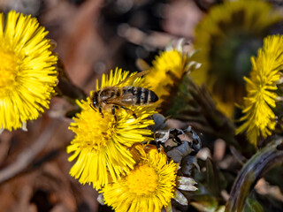 Die ersten Bienen sammeln Nektar auf Blüten © infra2808