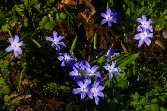 Scilla