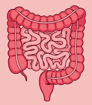 Detailed intestines anatomy illustration, small and large intestine educational medical physiology biology design