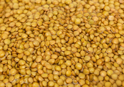 Lentils, Lanzarote type from Canary Islands, soaked in water prior to cooking, food background