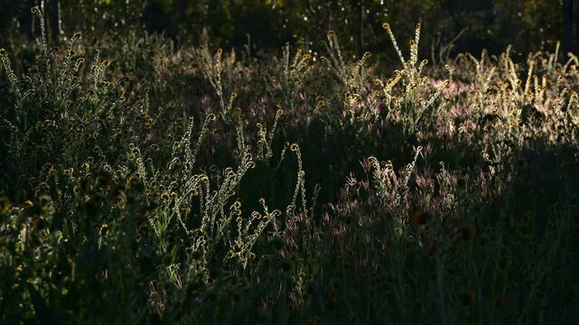 Fiddlenecks and grasses in late afternoon sun.
