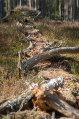 Fototapeta premium Fallen deadwood and decaying tree trunk in forest with moss and sunlight, natural woodland ecosystem and decomposition detail