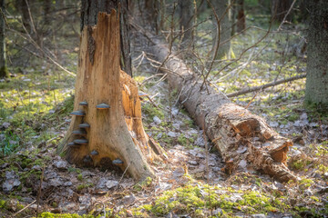Obraz premium Tree stump with bracket fungi in forest and fallen log, natural wood decay and woodland ecosystem in soft sunlight