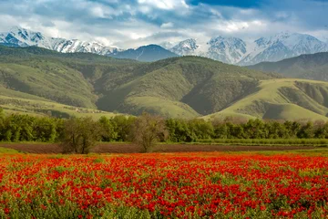 Fototapeten Mohnblumen Blooming red poppy fields with mountain landscape in the background in Kazakhstan  © Tatyana_Drujinina