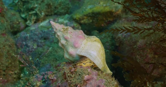 Kellet's whelk sitting on top of rock.