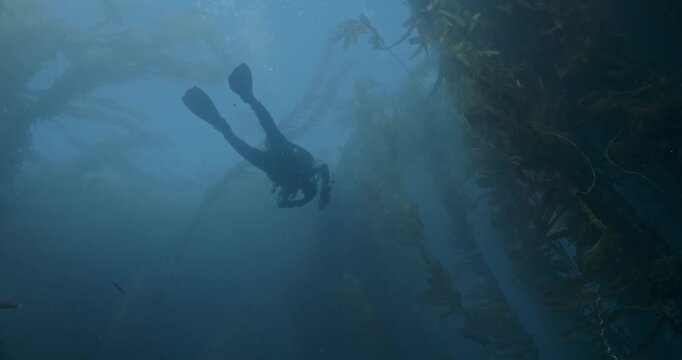 Scuba diver descends into dark kelp forest.