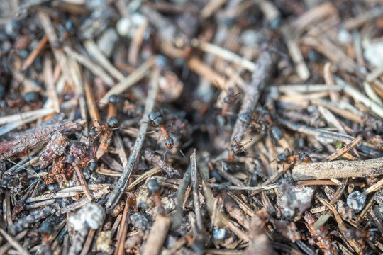 Close-up of ants working on forest floor among pine needles and organic debris, detailed macro view of insect colony activity,