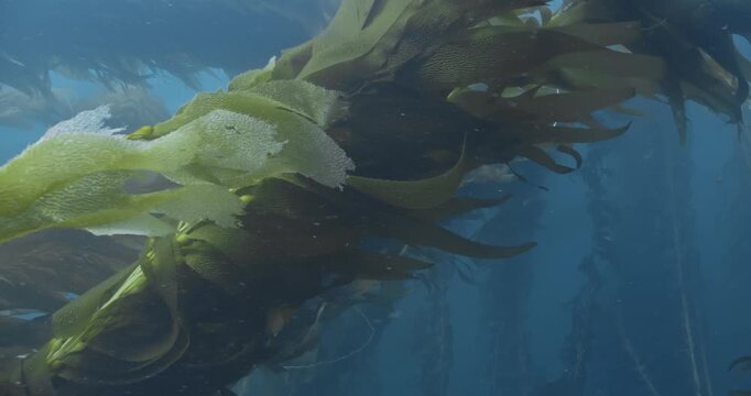 Side pan of giant kelp in current.