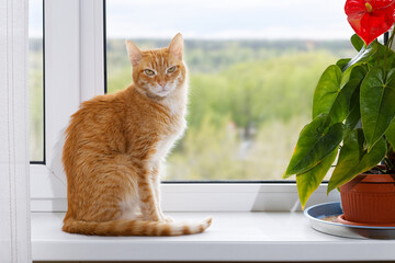 Domestic ginger cat sits on the windowsill and looks directly into the camera