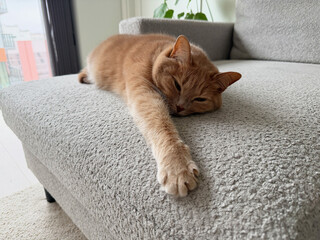 Ginger cat lying on carpet indoors © Yana Gavriloski