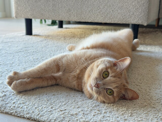 Ginger cat stretching on carpet indoors © Yana Gavriloski