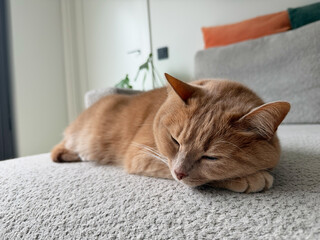 Relaxed ginger cat on carpet near window light © Yana Gavriloski