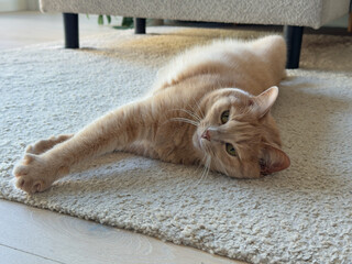 Ginger cat reaching and stretching indoors © Yana Gavriloski